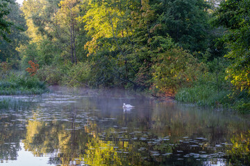 a swan in a park pond on a foggy autumn morning