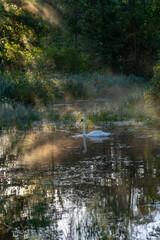 a sunlit spot a mute swan in a park pond on a foggy autumn morning