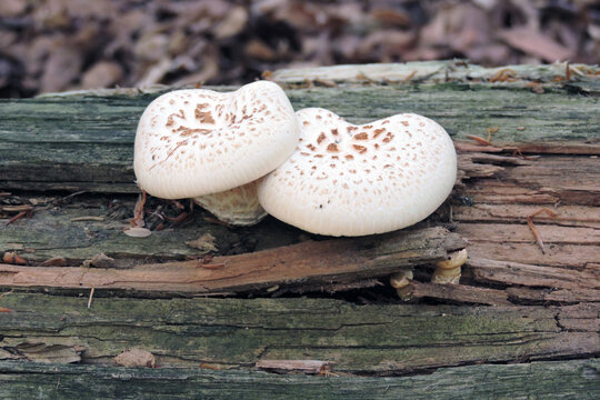 Two scaly sawgill mushrooms with white cups and brown scales growing on a decaying log