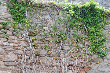 An evergreen common ivy climbing up a stone wall, old woody crooked stems, sunny day