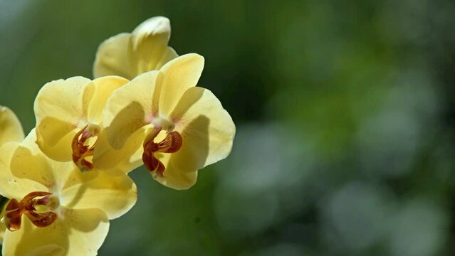 yellow Orchid branch on green natural background

