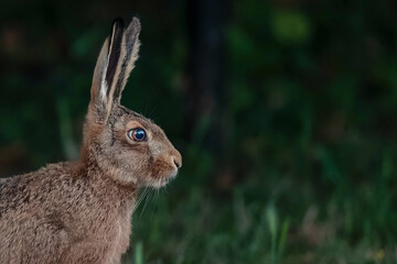 Portrait of a hare