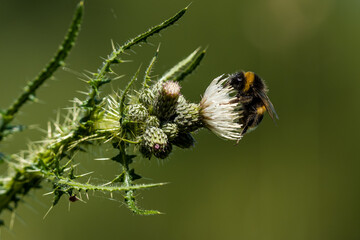 Bee on a flower