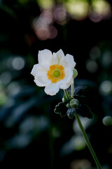 Vertical Japanese Anemone