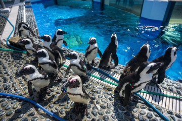 日本の香川県坂出市の水族館の美しい展示