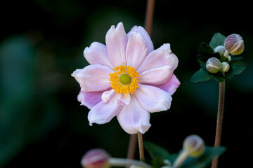 Pink Horizontal Japanese Anemone