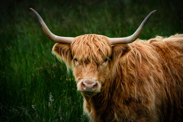 Highland cow 