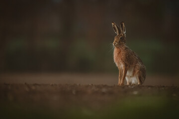 Hare sitting in a field 