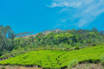 Fototapeta na wymiar The tea gardens of Munnar