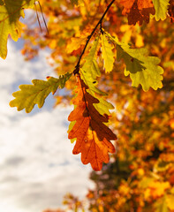 Golden leaves on an oak tree in autumn