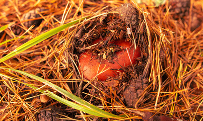 Russula mushroom in the ground in the forest in autumn - obrazy, fototapety, plakaty