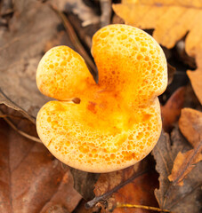 Poisonous mushroom in the ground in the forest in autumn