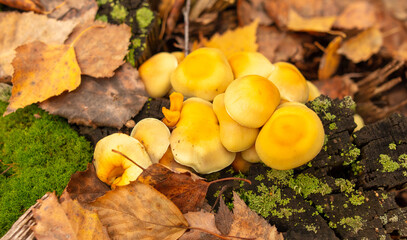 Poisonous mushroom in the ground in the forest in autumn