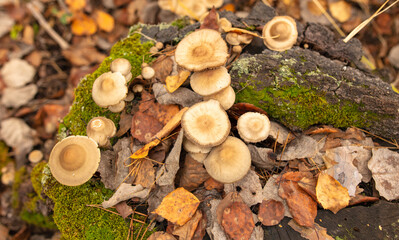 Poisonous mushroom in the ground in the forest in autumn