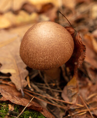 Mushroom champignon gray in the forest in autumn