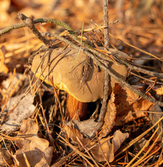 Mushroom boletus on the ground in the forest in autumn