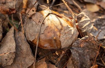 Mushroom boletus on the ground in the forest in autumn