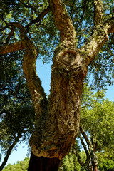Area archeologica di Loelle, Strada Statale di Buddusò e del Correboi.  Provincia di Nuoro, Sardegna. Italy
