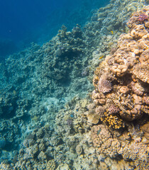 Coral reef under sea water.