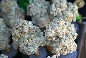 dried edelweiss flower
