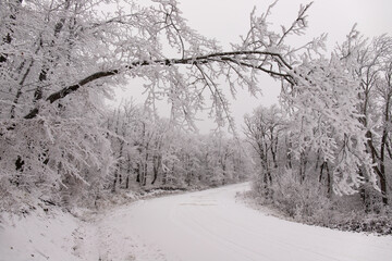 Trees covered with white snow.