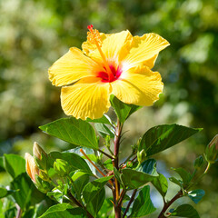 (Hibiscus rosa-sinensis) Solitary Chinese hibiscus flower with yellow petals on an erect flexible...