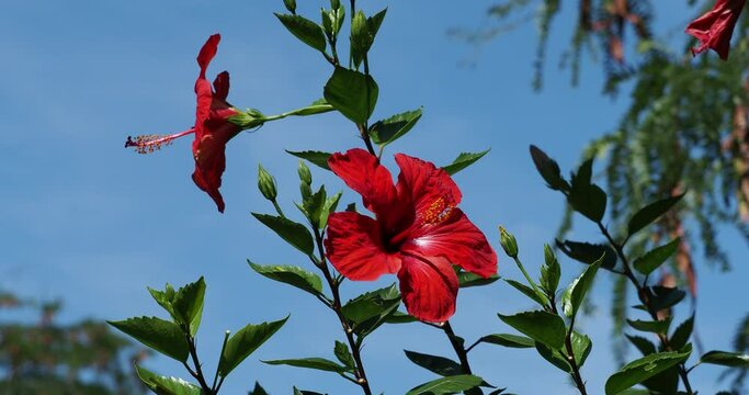 (Hibiscus rosa-sinensis) Beautiful Chinese hibiscus red brilliant flowers  on an erect stem facing the blue sky
