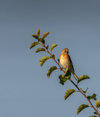 linotte mélodieuse perchée sur sa branche un matin estivale 