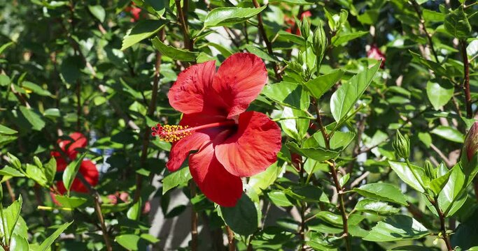 Beautiful Chinese hibiscus red brilliant flower solitary on an erect stem