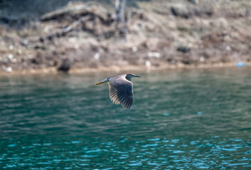 night heron bird in natural conditions on a lake on the island of Crete on a summer day