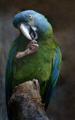 Portrait of Blue headed macaw