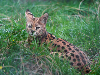 Portrait of Serval in zoo