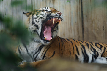 Portrait of Sumatran tiger in zoo
