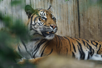 Portrait of Sumatran tiger in zoo