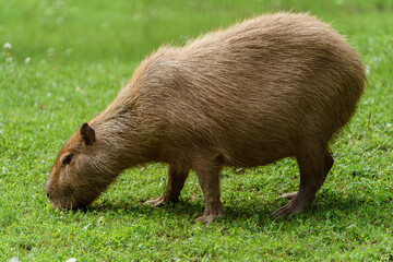 Portrait of Capybara in zoo