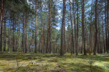 Polish forest, wild nature of Poland, wandering around Poland, county podkarpackie, Poland