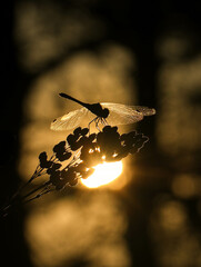 Beautiful dragonfly in the forest against the backdrop of a beautiful sunset