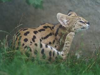 Portrait of Serval in zoo