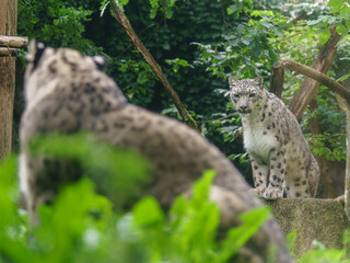 Portrait of Snow leopard in zoo