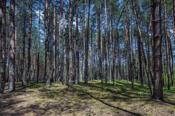 Polish forest, wild nature of Poland, wandering around Poland, county podkarpackie, Poland