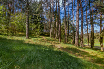 Polish forest, wild nature of Poland, wandering around Poland, county podkarpackie, Poland