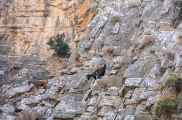 wild goats in the mountains in natural conditions on the island of Crete on a summer day