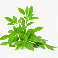 Stevia plant on white background AI generative image