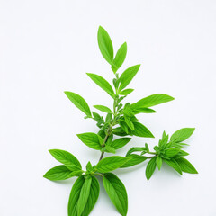 Stevia plant on white background AI generative image