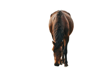  horse head isolated on white wallpaper of background in png