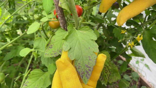 A close-up of a farmer's hands in yellow gloves, examining tomato leaves damaged by bacterial spotting. Problems of agriculture