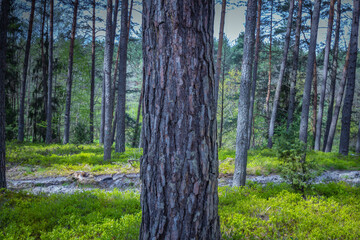 Polish forest, wild nature of Poland, wandering around Poland, county podkarpackie, Poland