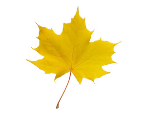 autumn maple leaf isolated on white background