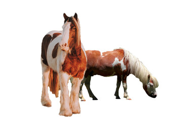 Two Horse In Farm isolated on transparent background, Long Hair Horses PNG