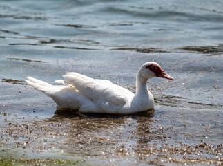 Muscovy duck bird hunting on a lake on the island of Crete on a summer day